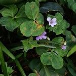 Oxalis violacea Хабит