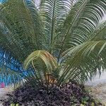 Cycas circinalis Leaf