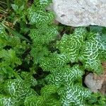 Silybum marianum Habitat