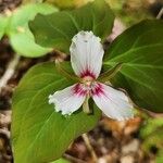 Trillium undulatum Цветок