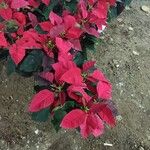 Euphorbia pulcherrima Libunga
