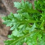 Senecio squalidus Leaf