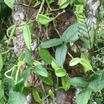 Peperomia macrostachyos Агульны выгляд