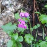 Primula matthioli Flower