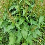 Rumex obtusifoliusLeaf