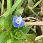 Veronica polita Floare