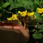 Lysimachia congestiflora Flower