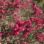 Anabasis articulata Flower