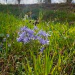 Hyacinthoides paivae Flower