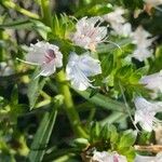 Echium decaisneiFlower