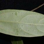 Aristolochia translucida 葉