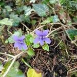 Viola reichenbachiana Virág