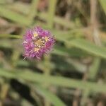 Polygala longicaulis Цвят