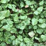 Epimedium perralderianum Leaf