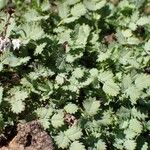 Acaena buchananii Habitat