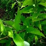 Lilium candidum Leaf