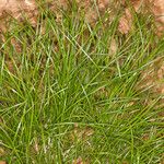 Carex remota 形態