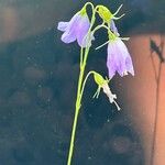 Campanula witasekiana Habit