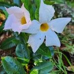 Mandevilla boliviensis Flower