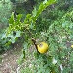 Solanum linnaeanum Плод