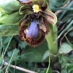 Ophrys speculum Blüte