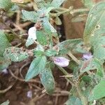 Justicia heterocarpa Bloem