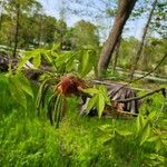Carya glabra List