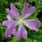Malva thuringiaca Λουλούδι