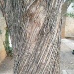 Podocarpus neriifolius Bark