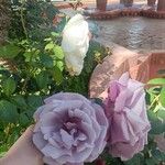 Rosa × damascena Fleur