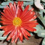 Lampranthus aureus Flor