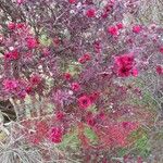 Leptospermum scoparium Çiçek