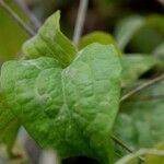 Clematis integrifolia Ліст