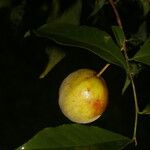 Casearia thamnia Fruit