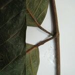 Protium robustum Άλλα