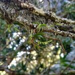Angraecum chamaeanthus आदत