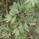 Rubus nemoralis Levél