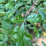 Rhus aromatica Leaf