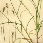 Carex muricata Muu