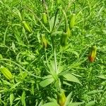 Lilium canadense Flower