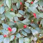 Cotoneaster dielsianus Плод