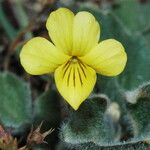 Viola purpurea Blomma