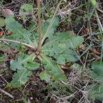 Taraxacum obovatum पत्ता