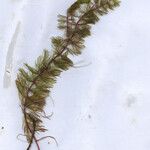 Myriophyllum spicatum Fuelha