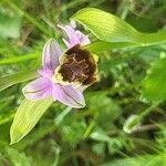 Ophrys fuciflora പുഷ്പം