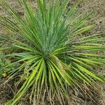 Yucca necopina Хабит