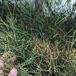 Psilotum nudum List