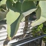 Kalanchoe beharensis Hoja