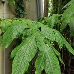 Amorphophallus titanum Folla