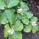 Podophyllum hexandrum Leht